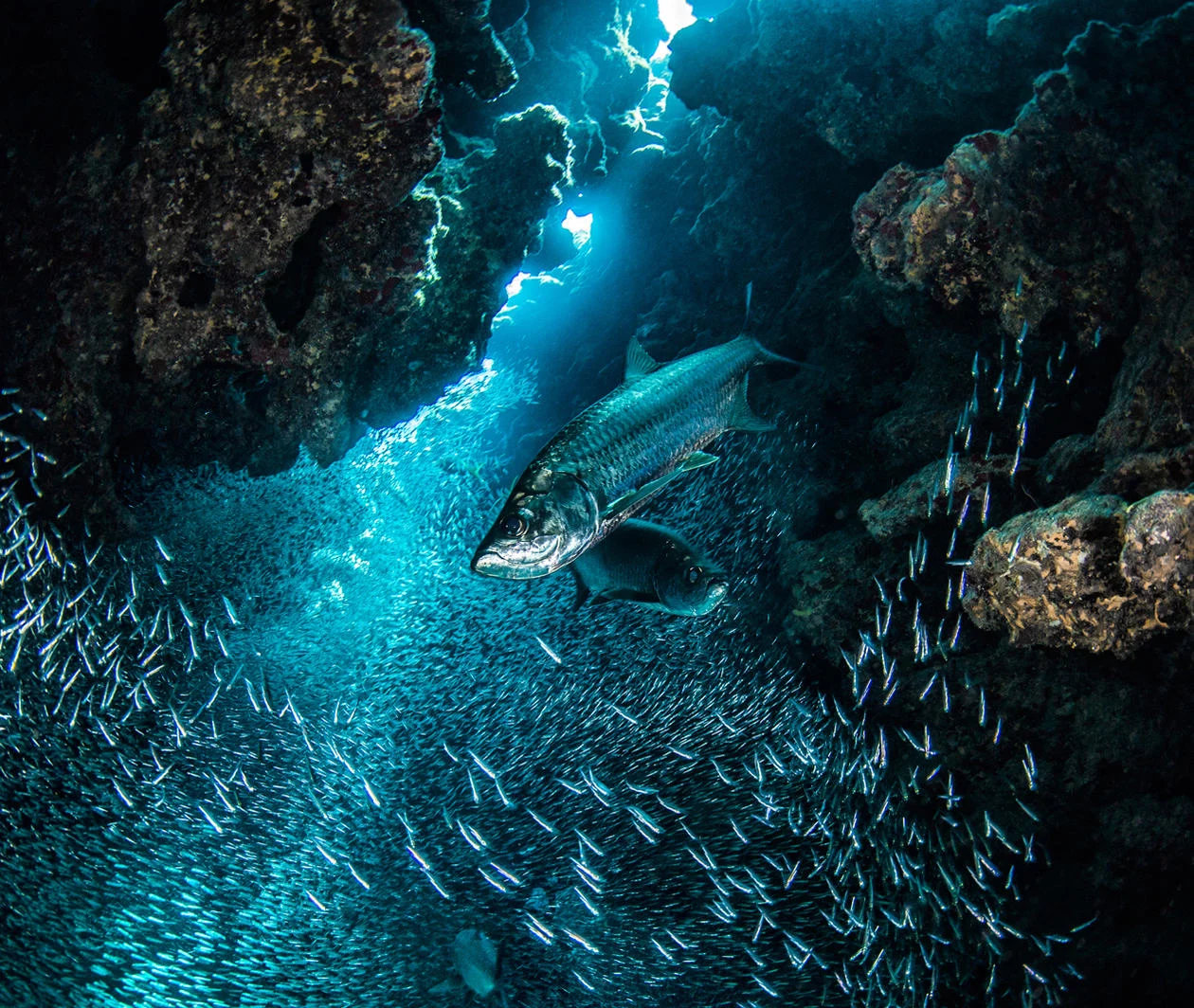 An underwater shot of schools of fish