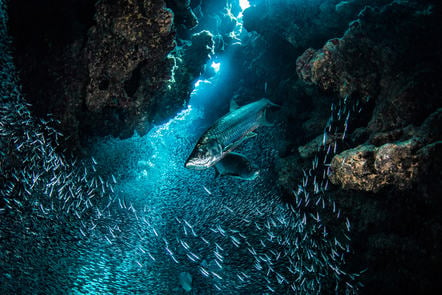 On World Oceans Day, learn to take underwater photos more sustainably