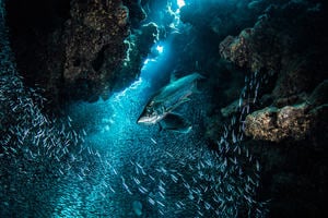 An underwater shot of schools of fish