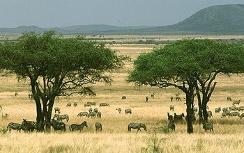 African savanna - zebra in the foreground, copses of trees in the middle ground and hills in the background.