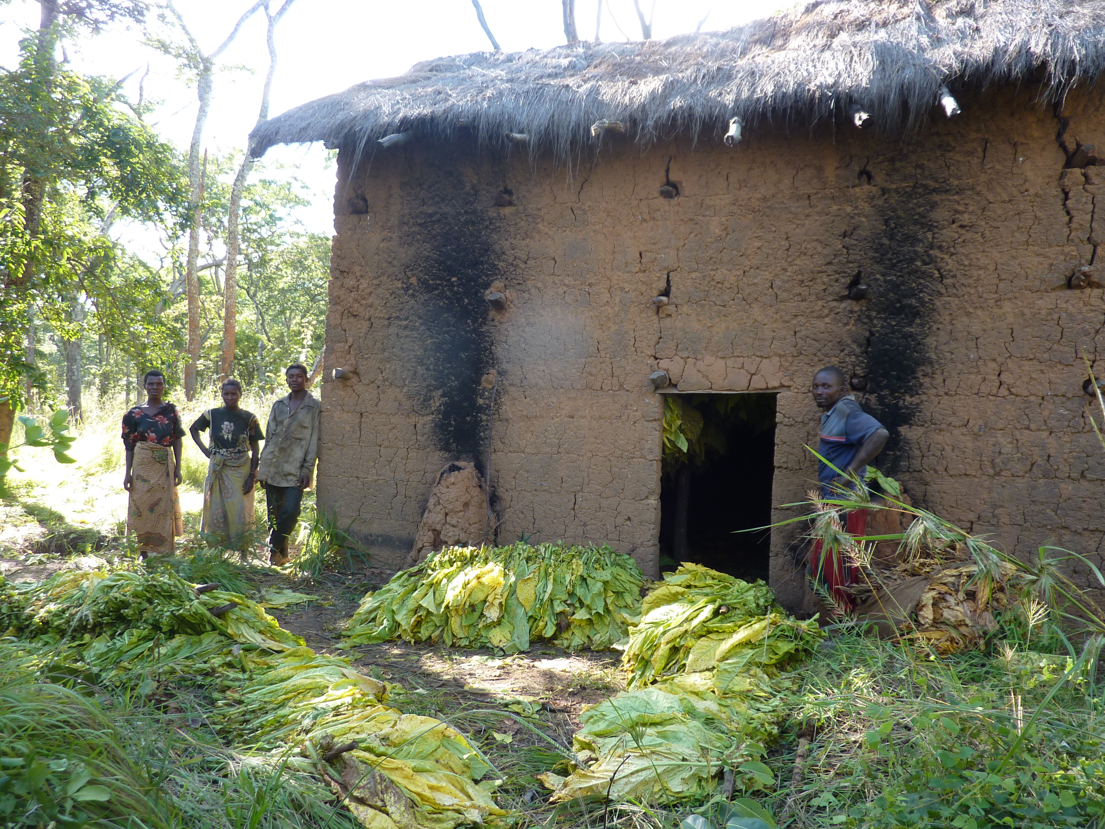 A family preparing tobacco leaves to be dried in a tobacco burner in Tanzania