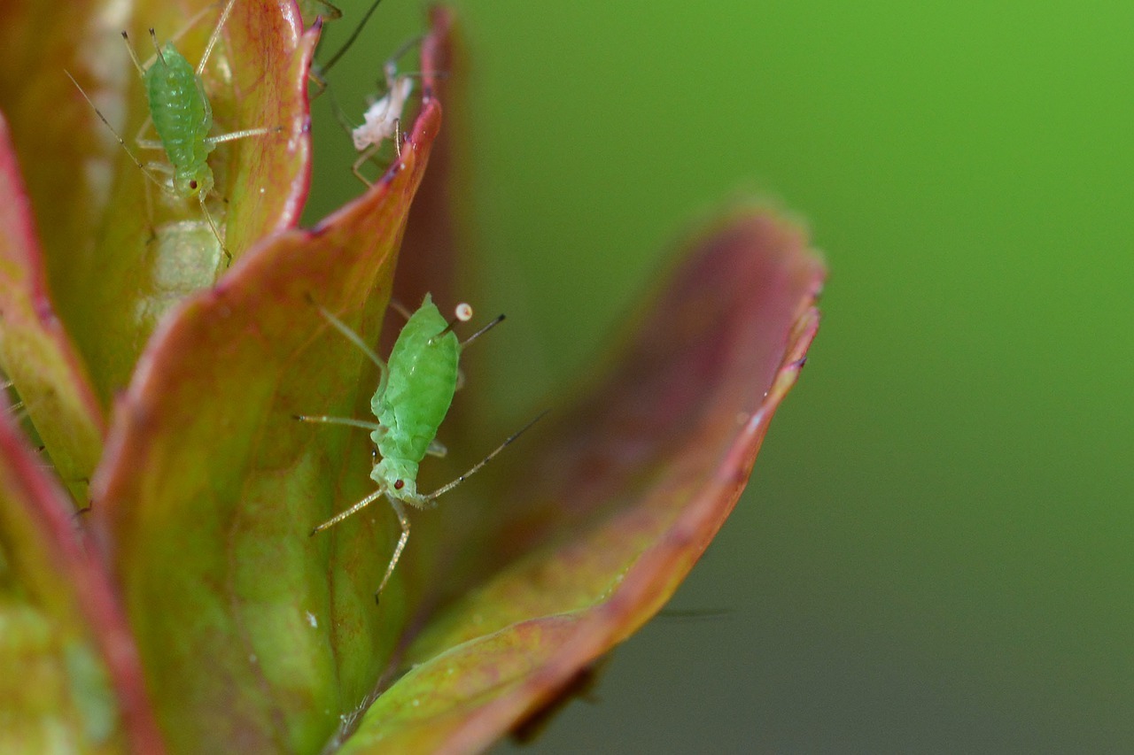 Aphids on a leaf