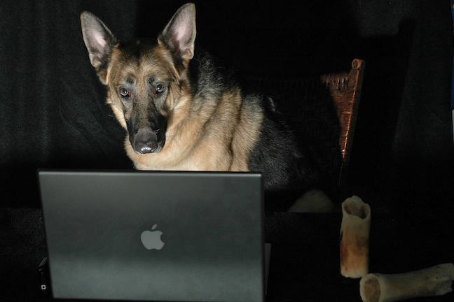 German shepherd dog on a computer