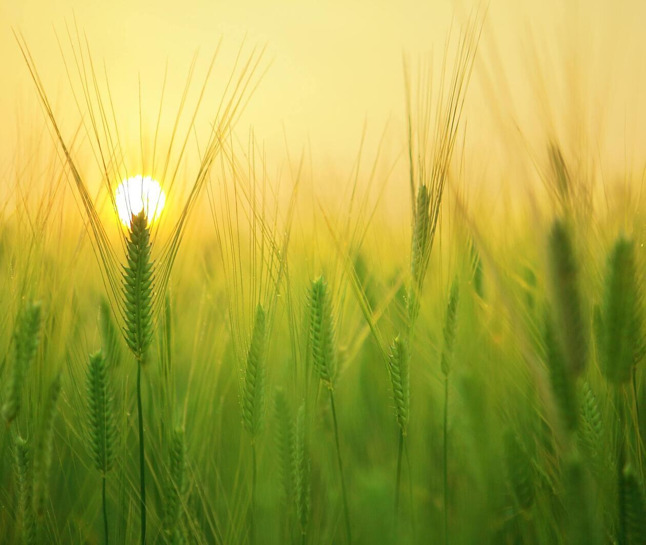 The sun setting behind a close up of heads of Barley plants in a field