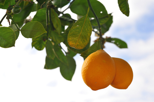 Two lemons on the branch of a tree