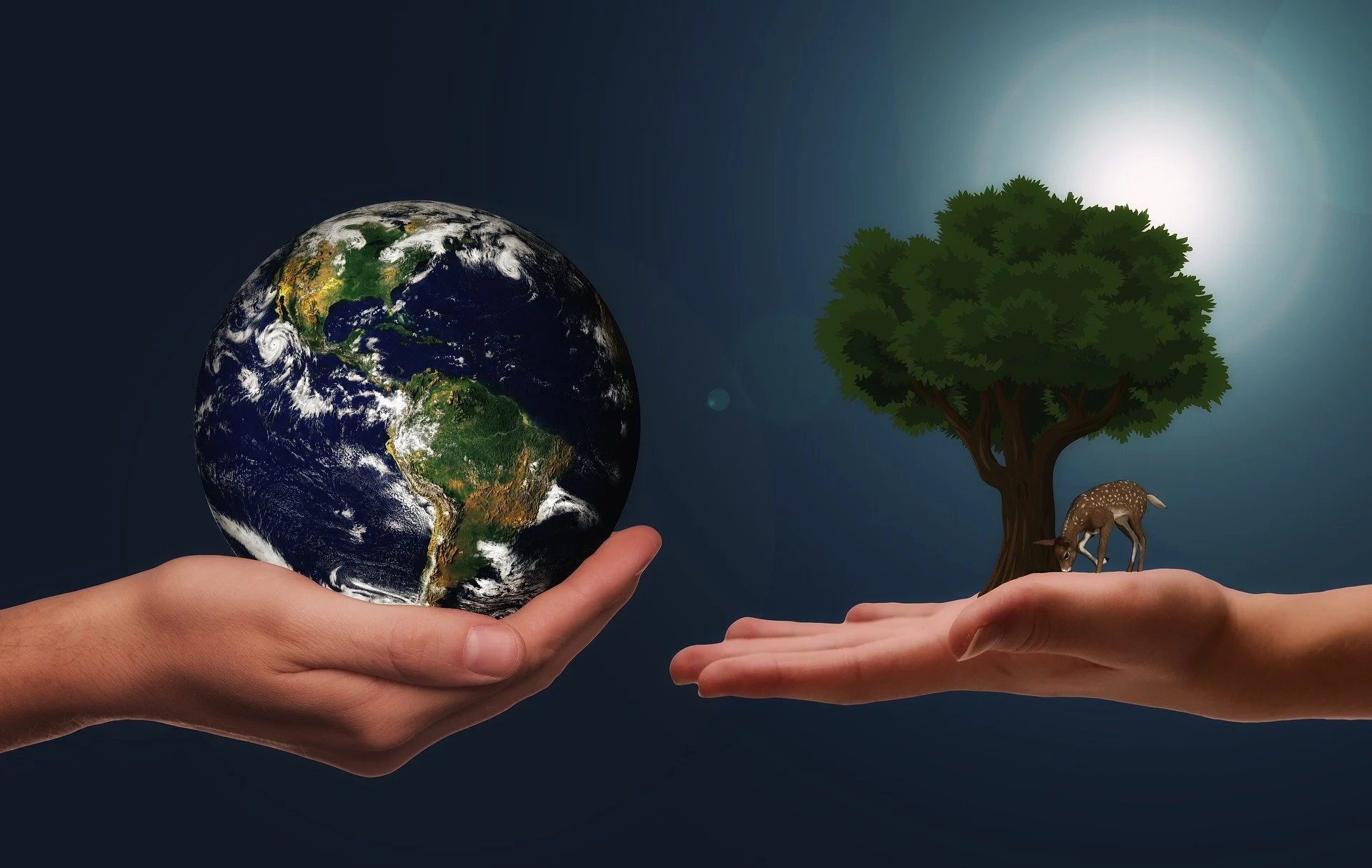 Hand with the globe and a hand with a tree