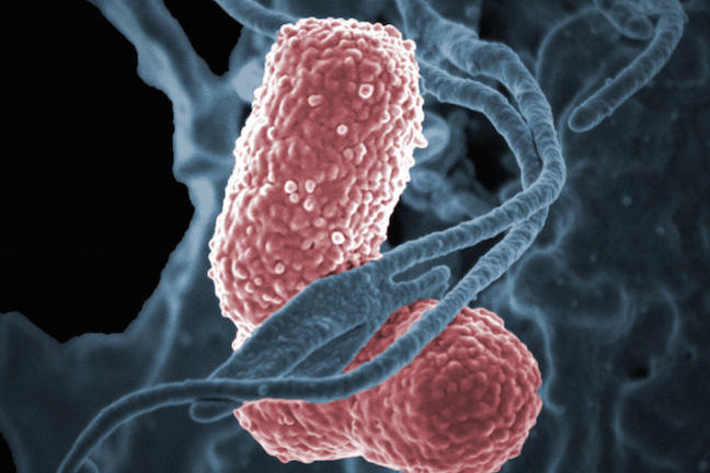 A human neutrophil interacting with Klebsiella pneumoniae (pink), a multidrug–resistant bacterium that causes severe hospital infections.
