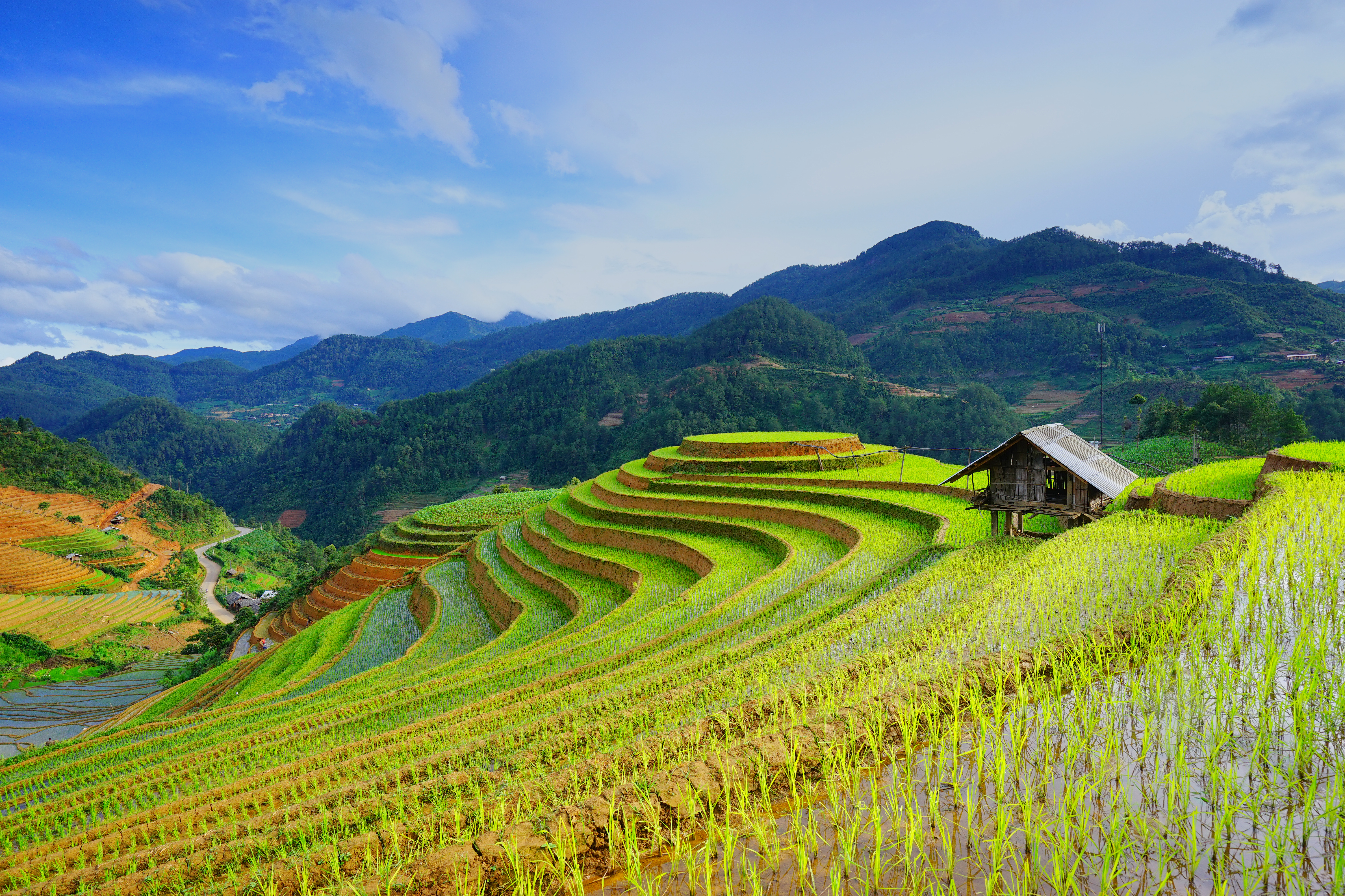 Terraced rice fields