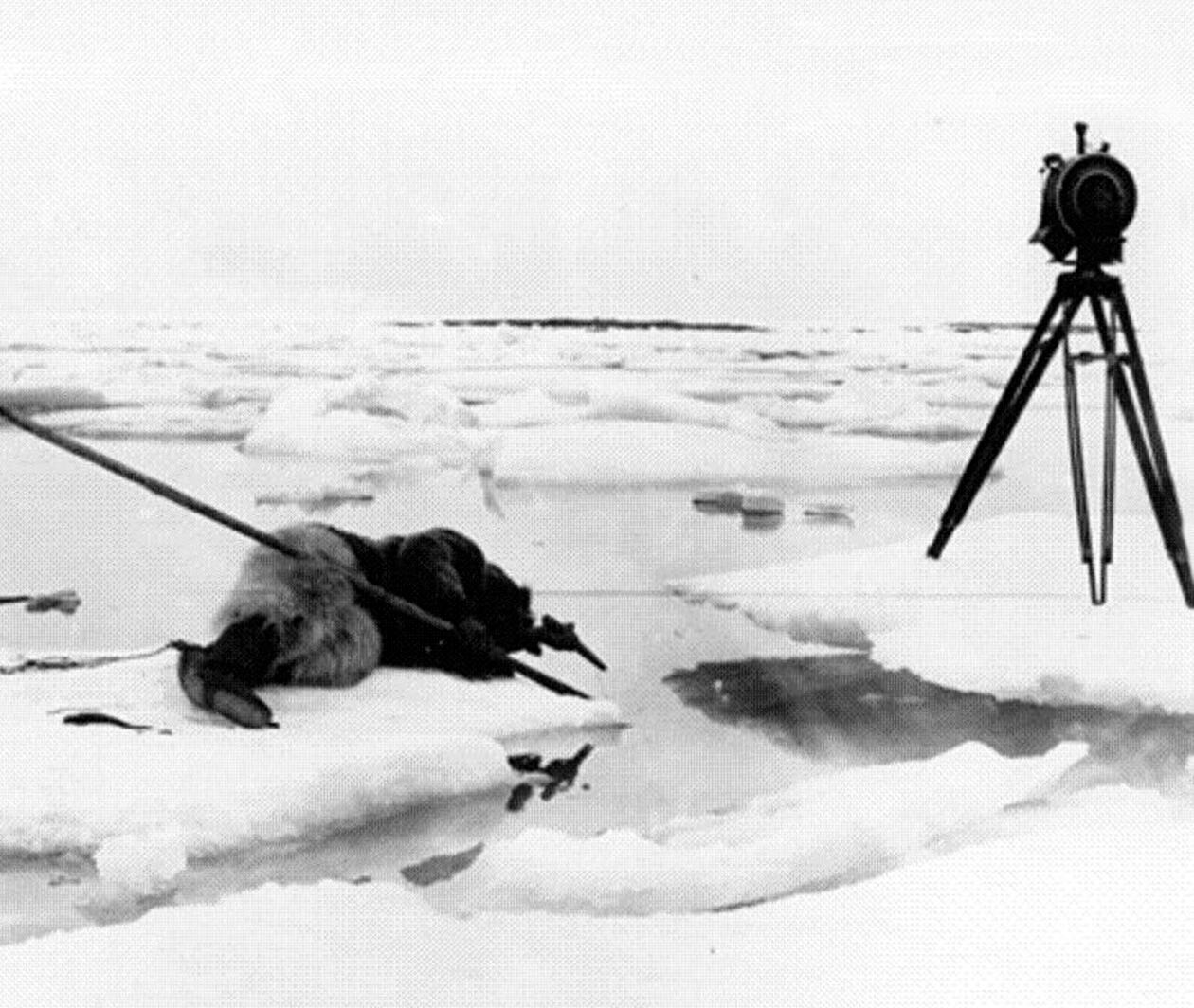 A man laying on the ice in fur clothing hunting fish with a spear. Image from silent file Nanook of the North (1922)