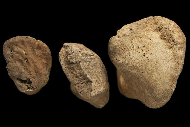 Three clavicles, focusing on the sternal end. The clavicle on the left is unfused (young), the middle clavicle has half a 'flake' and the the clavicle on the right is fully fused (mature)