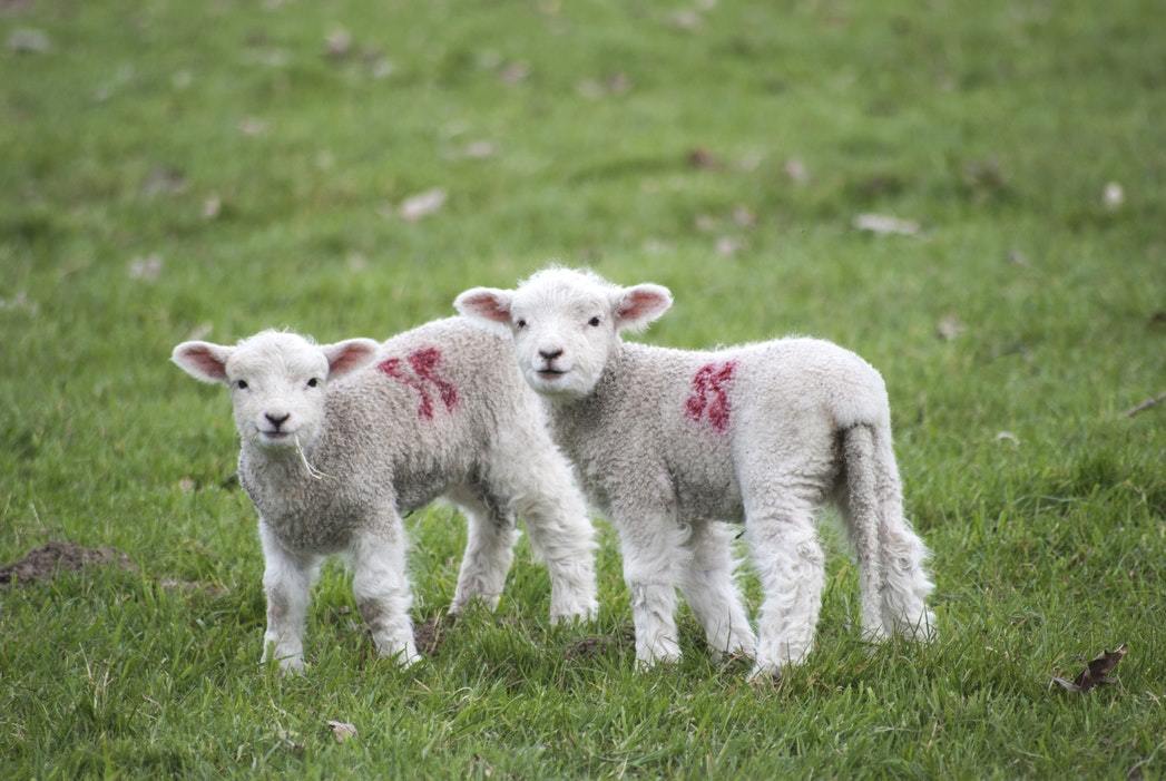 Two lambs in a field looking at the camera