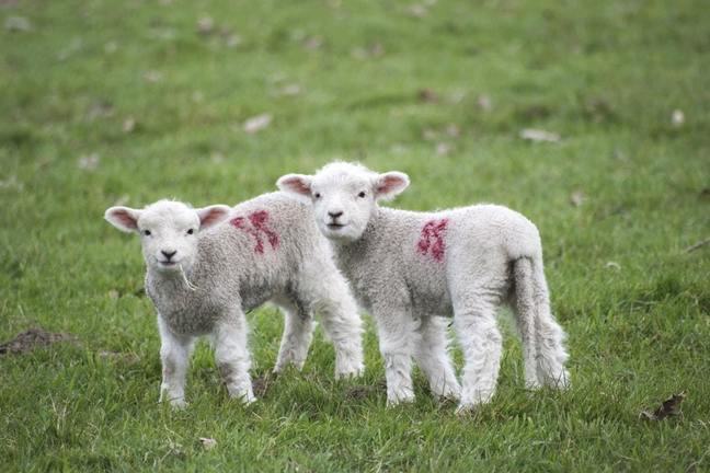 Two lambs in a field looking at the camera
