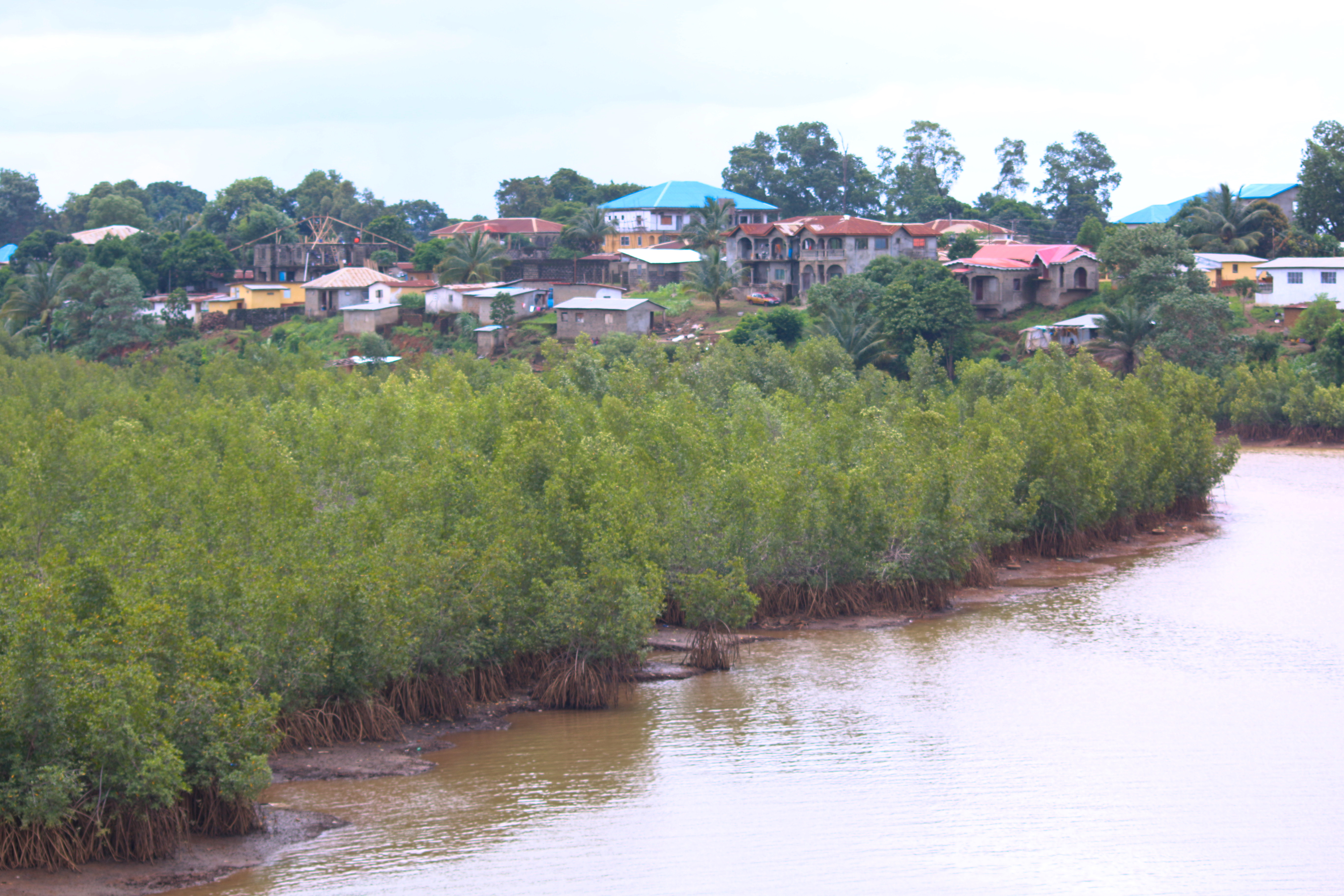 Mangroves in the foreground next to a river, with houses, both finished and under construction in the background