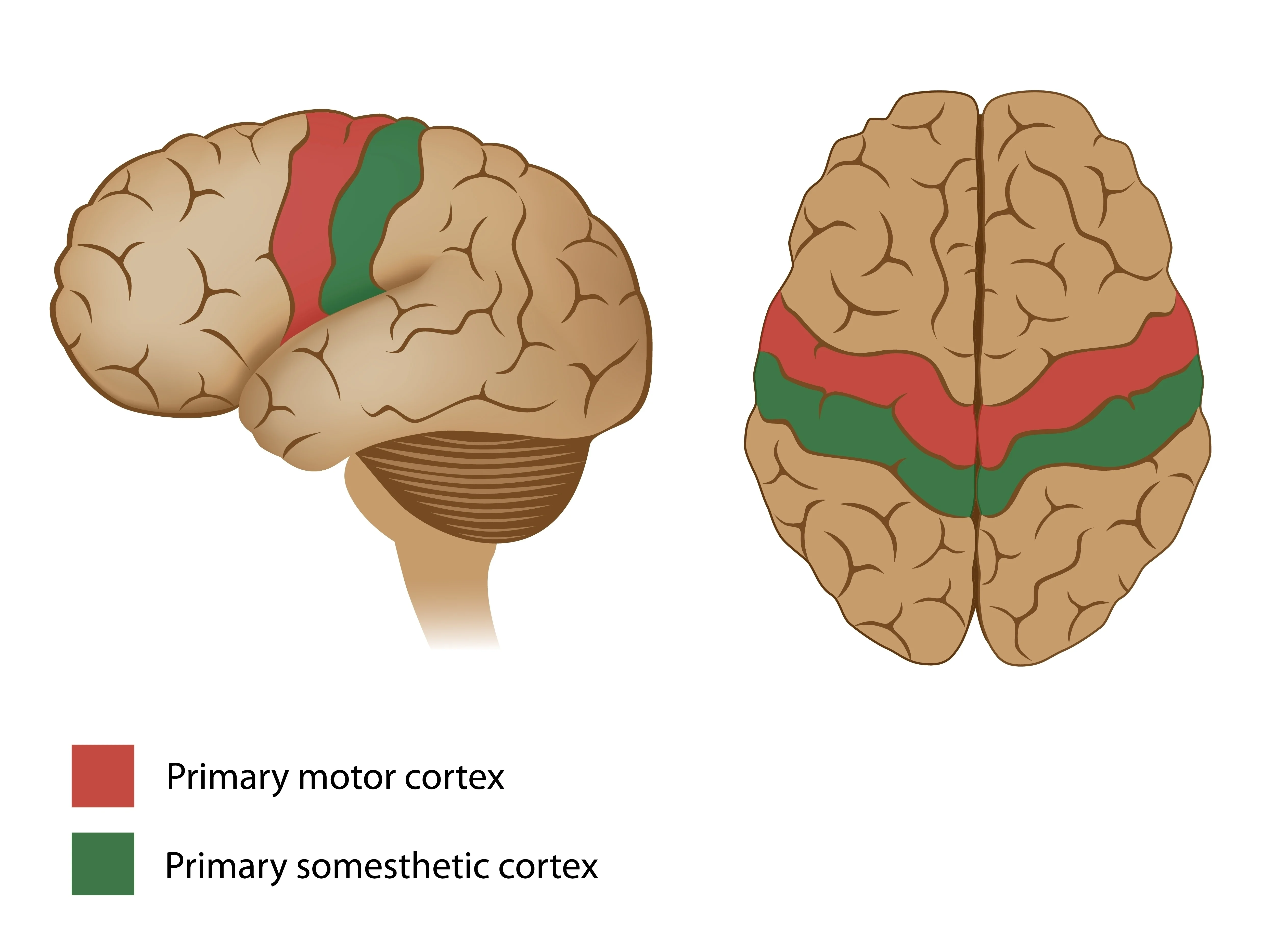 human brain anatomy and functions