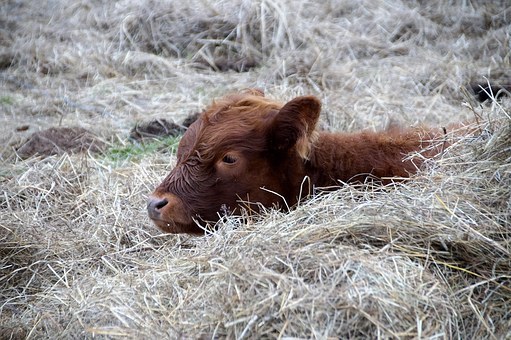 Bull calf resting on straw