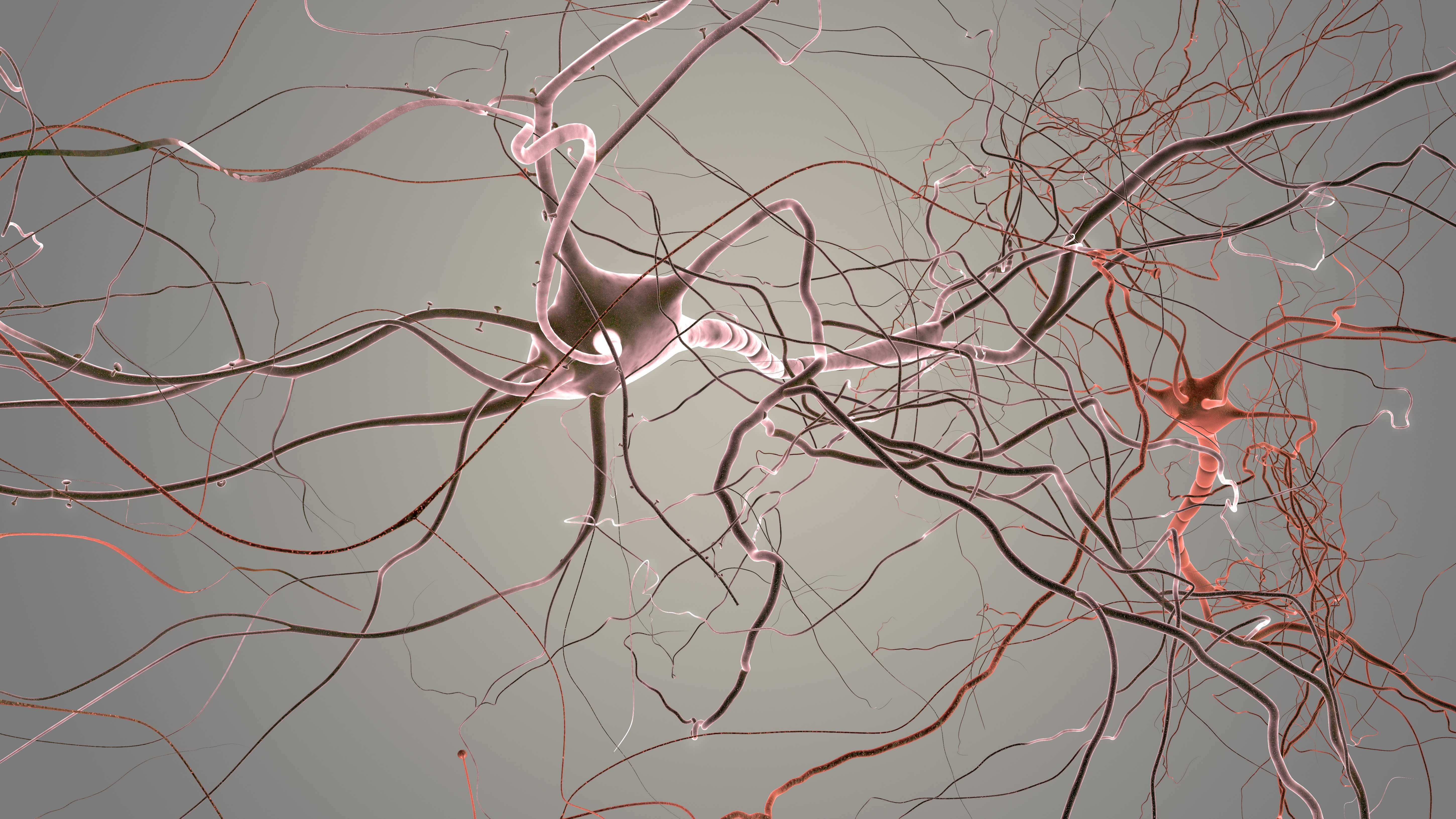 Image of a neurone on grey background