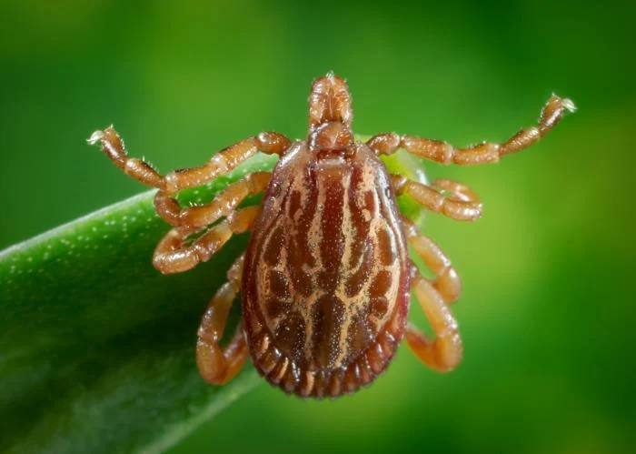 Dorsal view of a male A. triste tick climbing a blade of grass. He has eight legs. A symmetrical reticulated pattern is seen on the scutum which covers the entire dorsal abdominal surface.