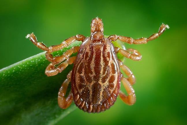 Dorsal view of a male A. triste tick climbing a blade of grass. He has eight legs. A symmetrical reticulated pattern is seen on the scutum which covers the entire dorsal abdominal surface.