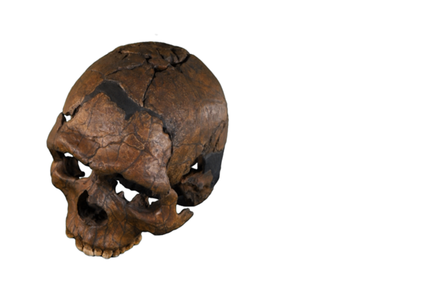 Skull of Homo sapiens