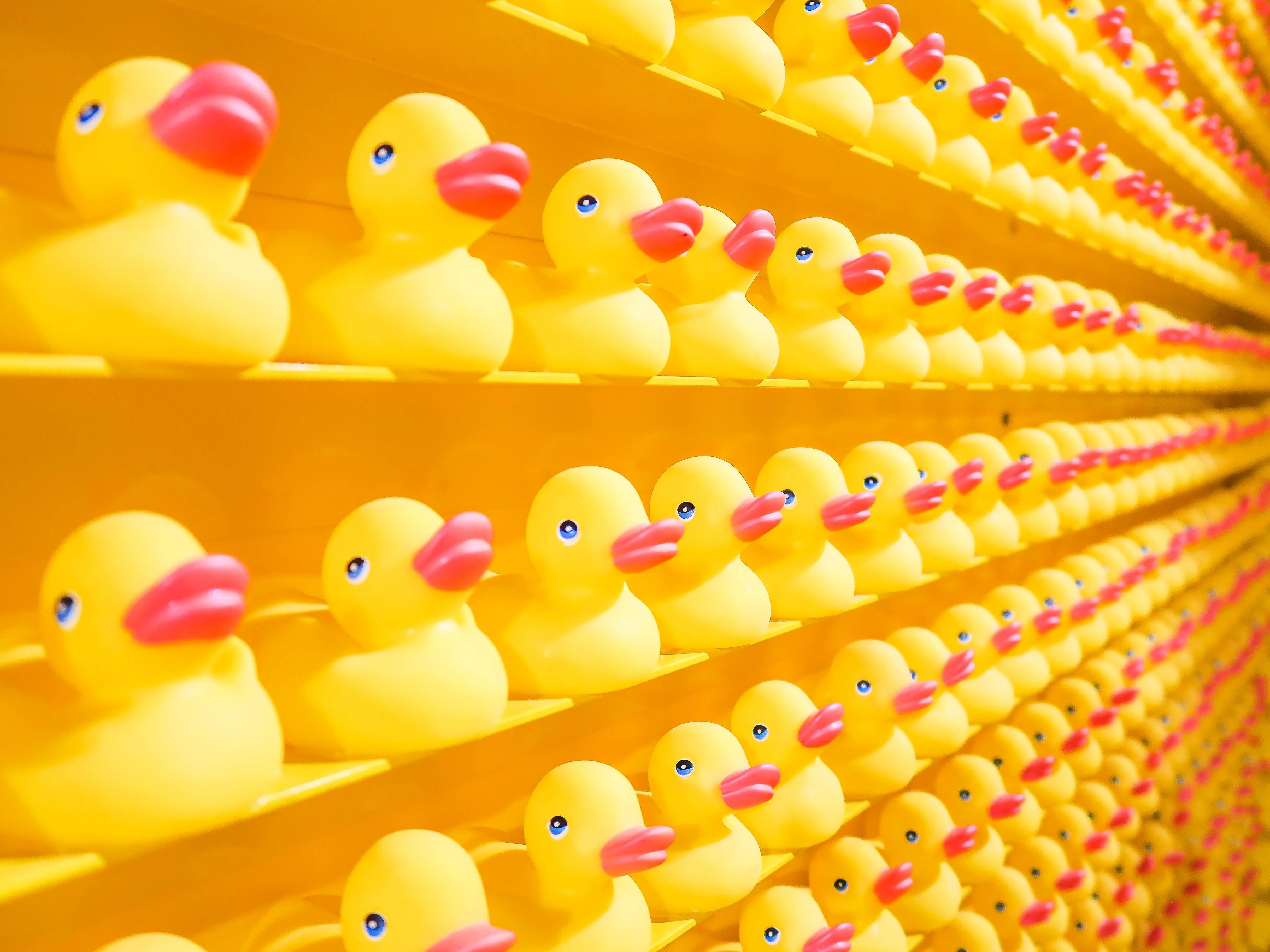 A shelf of rows of yellow rubber ducks