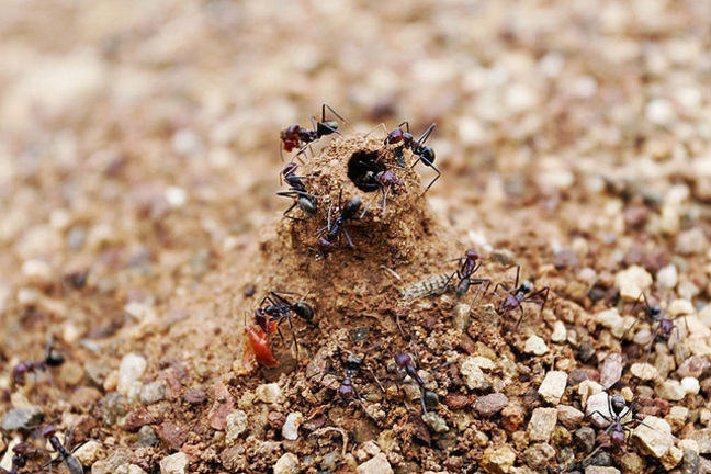 Ants