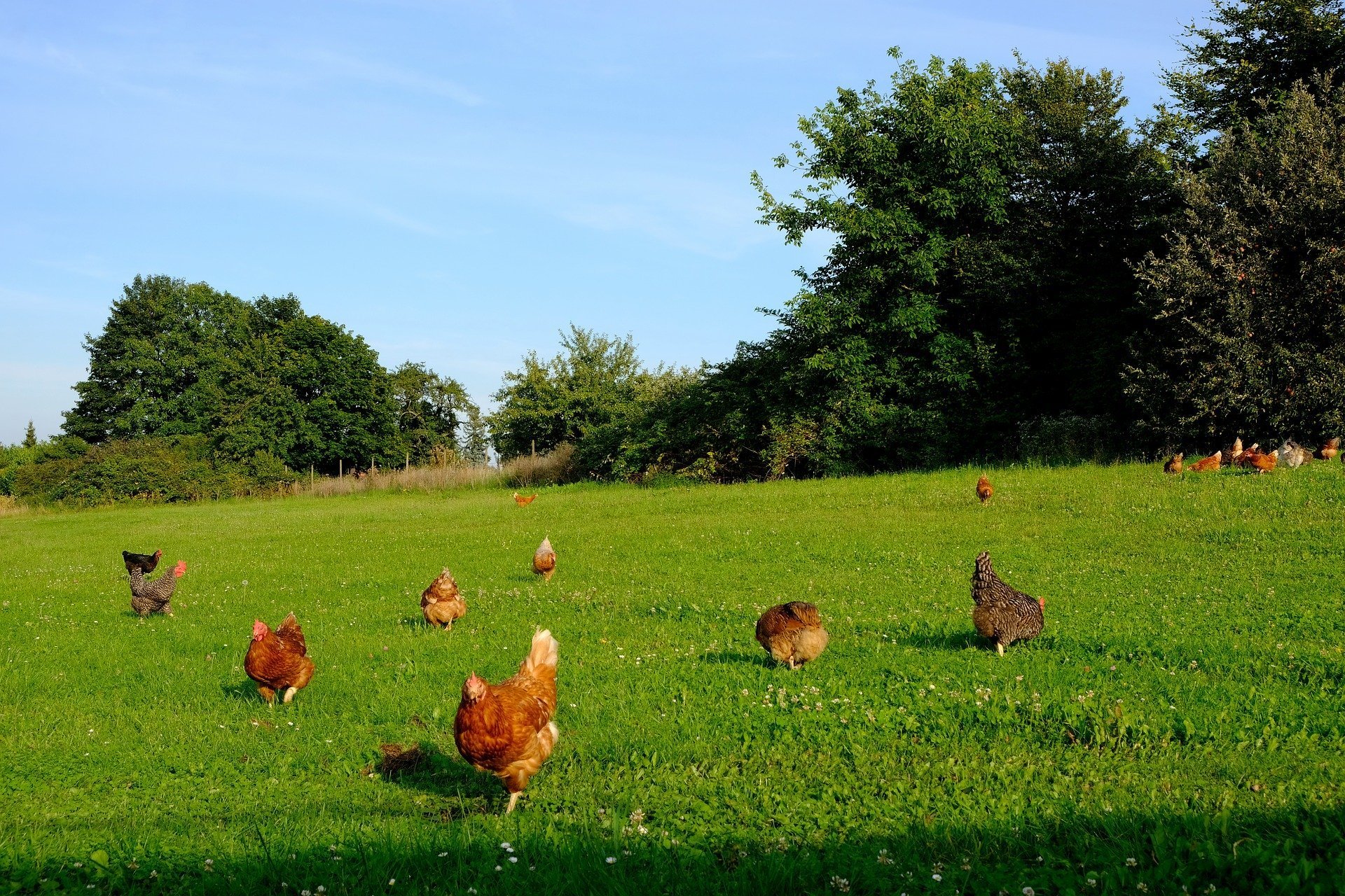 About twelve brown chickens wandering across a sloping field