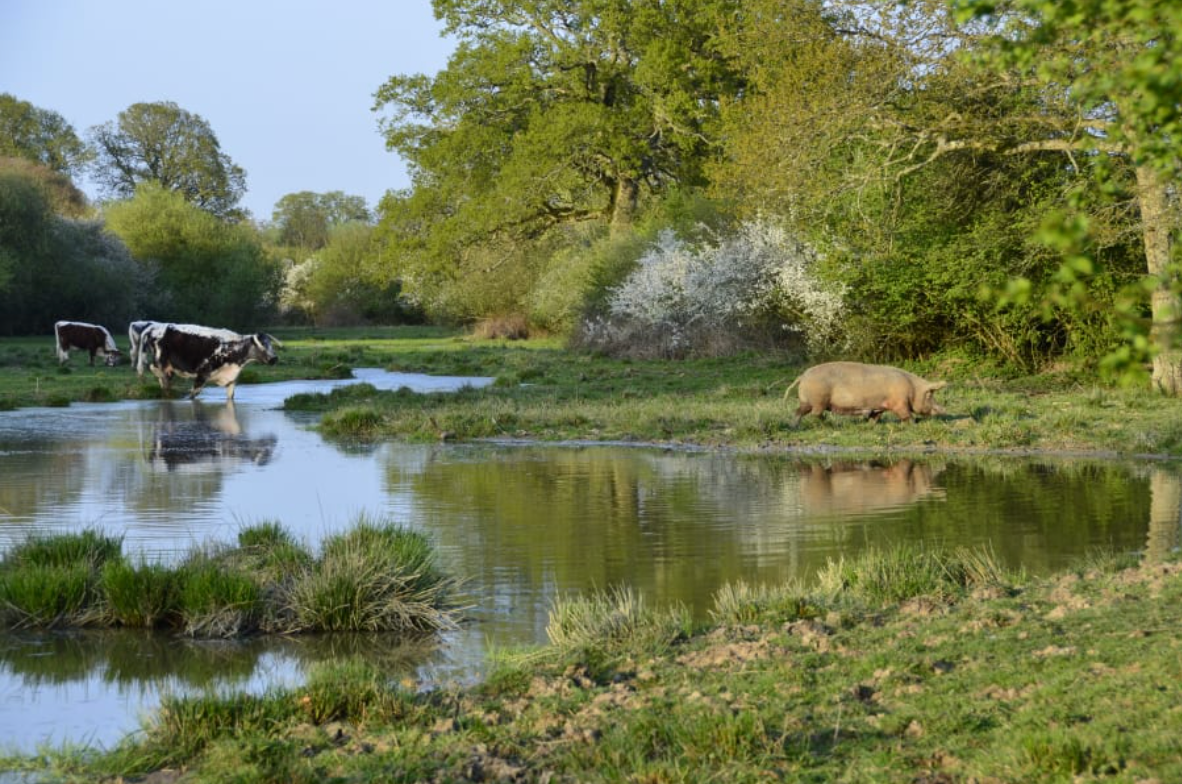 Picture of scrubland and a pig