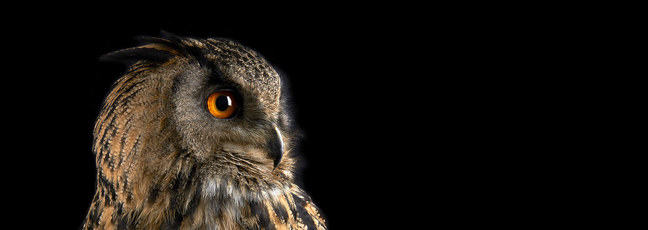 A photograph of an owl in profile