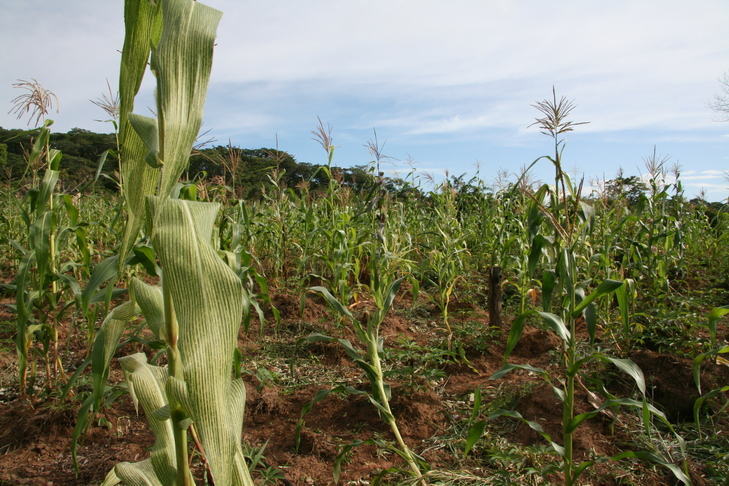 Maize monoculture