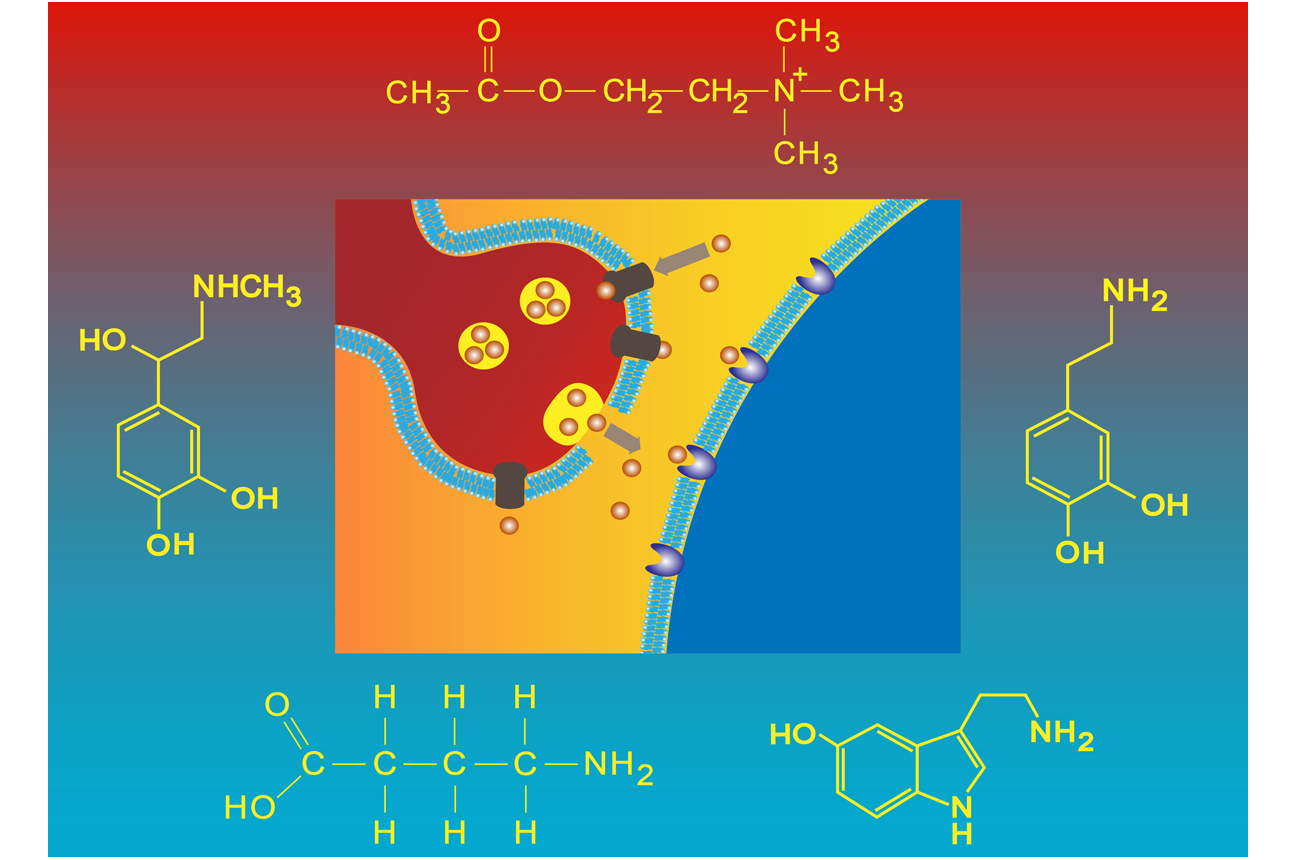 Pictorial representation of the synapse surrounded by diagrams of chemical molecular structures