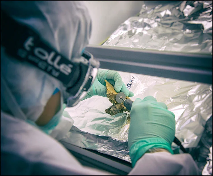 A scientist cuts a bone for DNA analysis