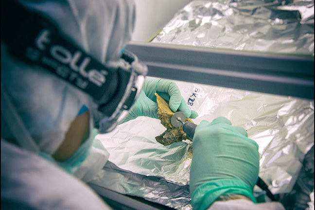 A scientist cuts a bone for DNA analysis