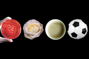 A petri dish, a flower, a cup of coffee and a football