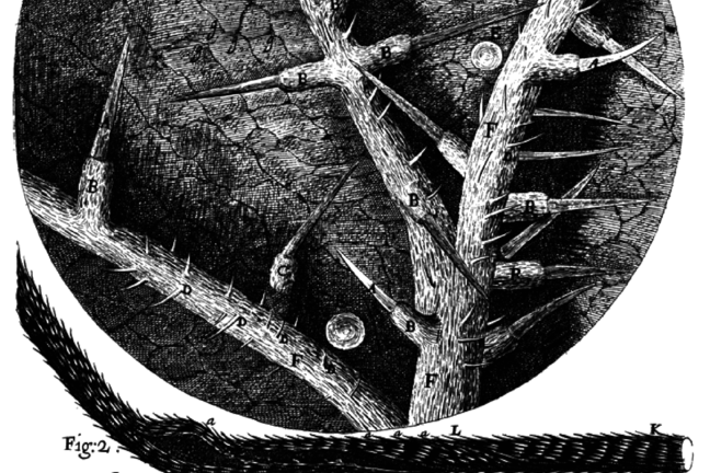 Robert Hooke, Micrographia, fig. 15