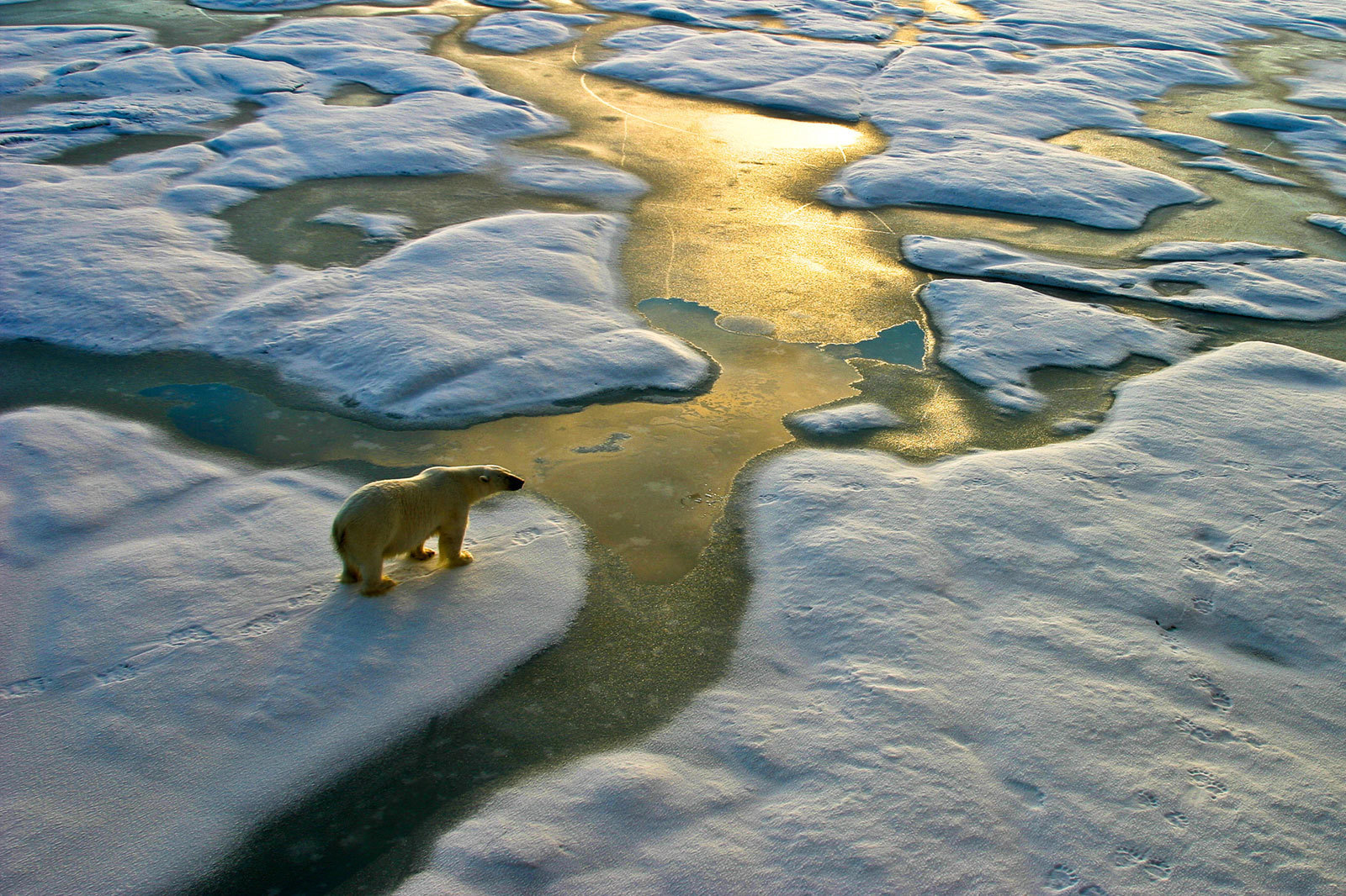 Polar bear on melting sea-ice