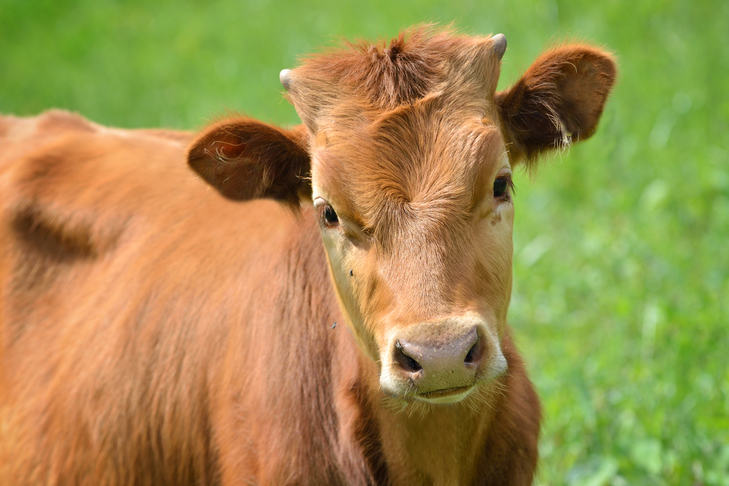 A red cow staring at the viewer.