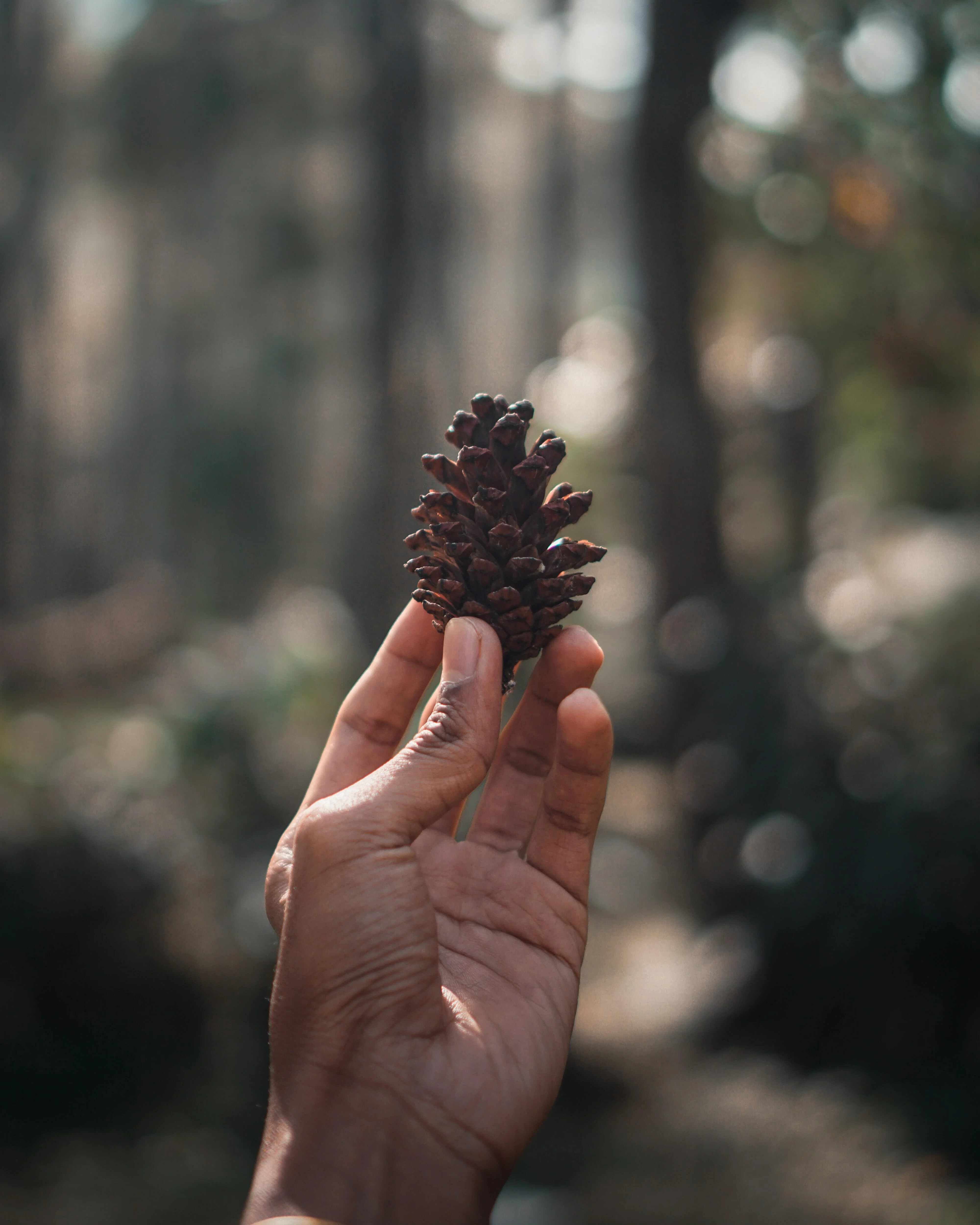 Hand holding up a pine cone