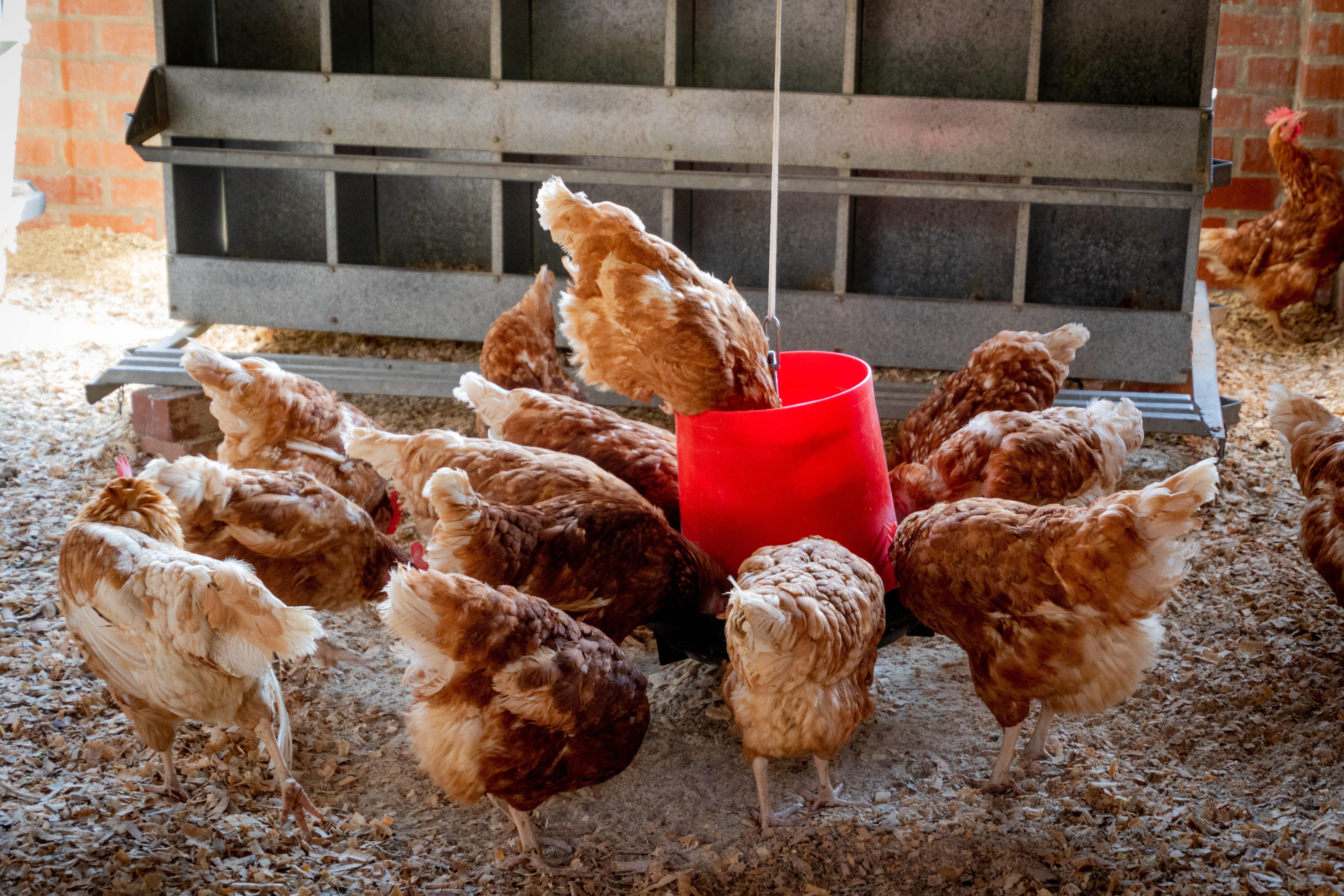 Chickens feeding around a red bucket in a hen enclosure