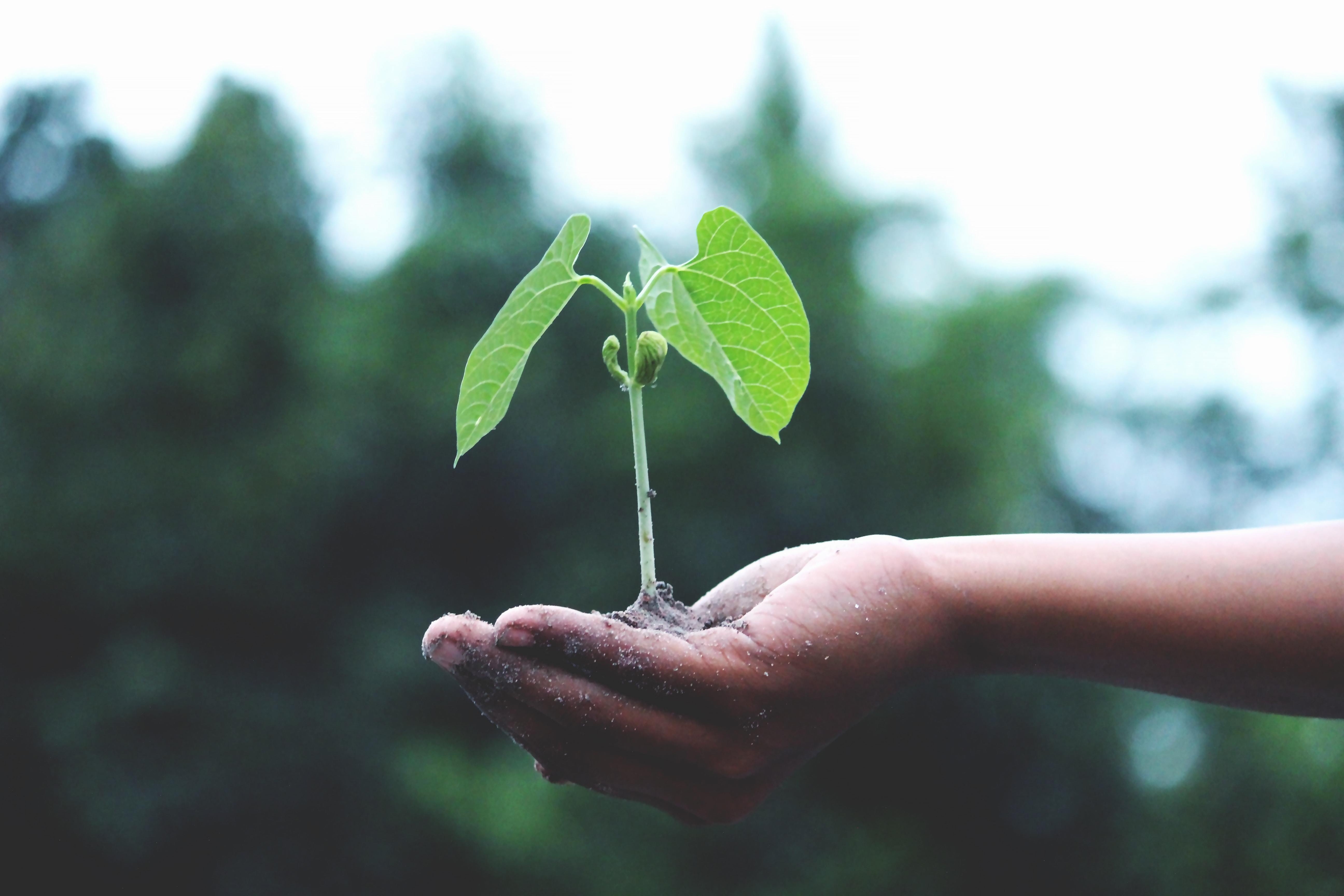 Hand holding small legume seedling