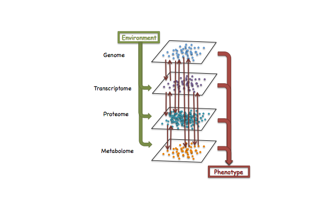The bidirectional flow of information between the genome, transcriptome, proteome and metabolome, and how the complex interaction of components from the four functional levels and the environment produces the phenotype.