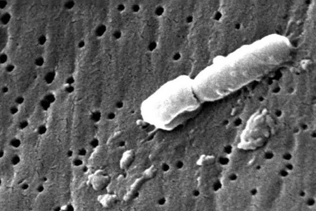 Klebsiella pneumoniae