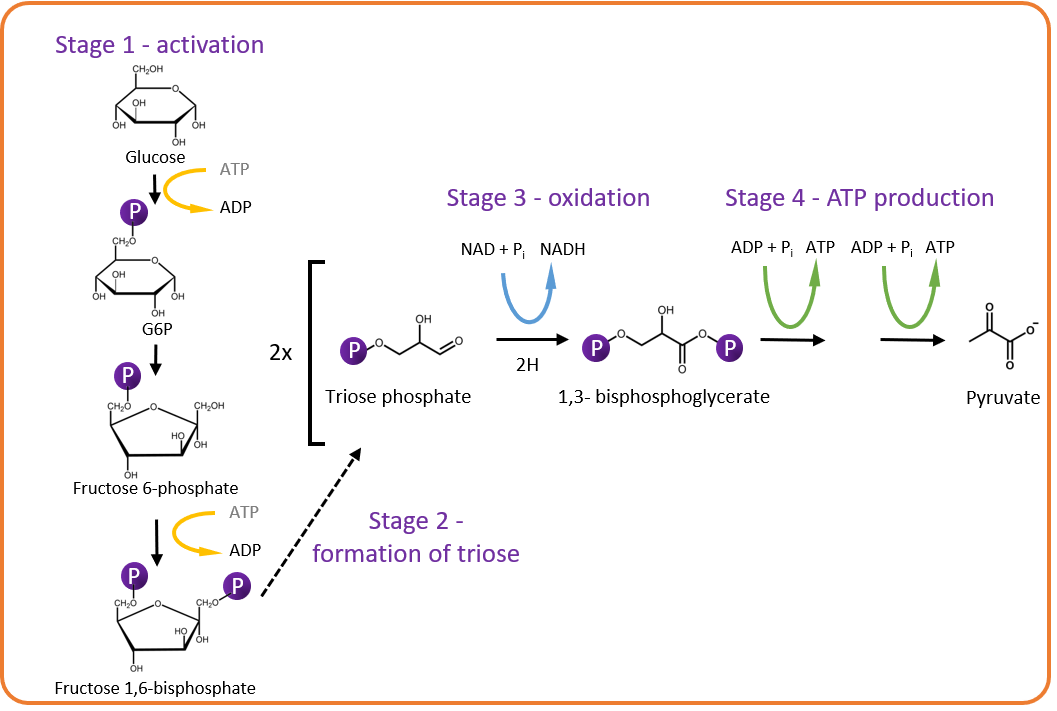 glycolysis steps