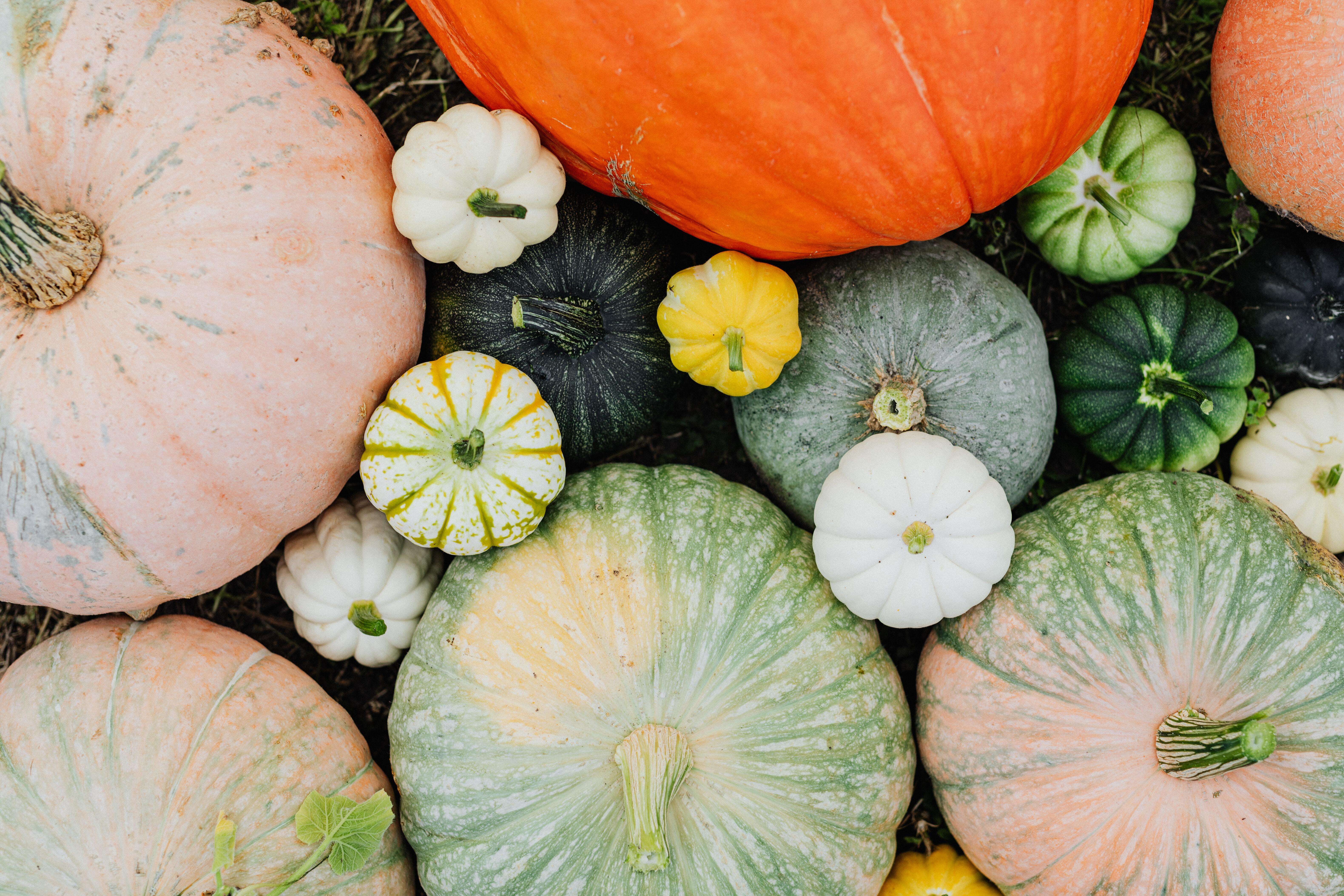 a top-down view of colorful pumpkins