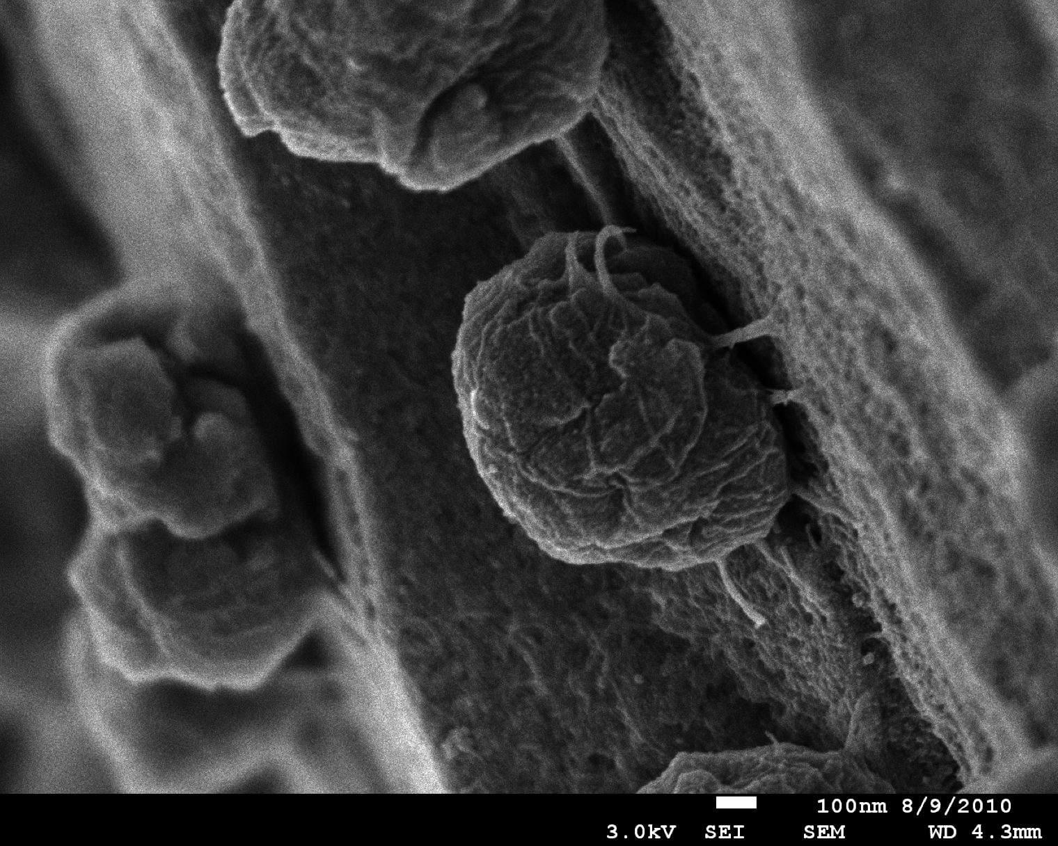 Methanococcus maripaludis