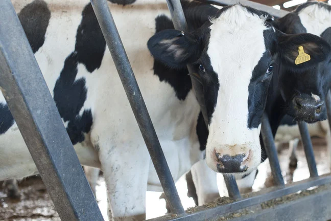 Cow poking it's head through some bars within a farm.