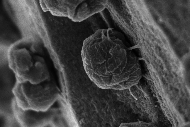 Methanococcus maripaludis