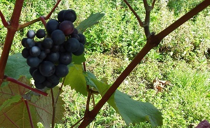 A close photo of a bunch grapes growing on a vine