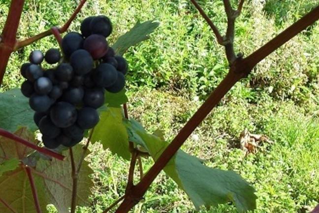 A close photo of a bunch grapes growing on a vine