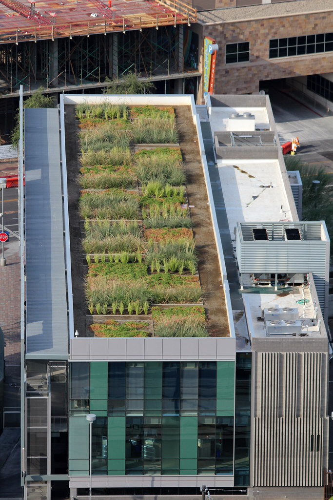 Vegetation growing on top of a building