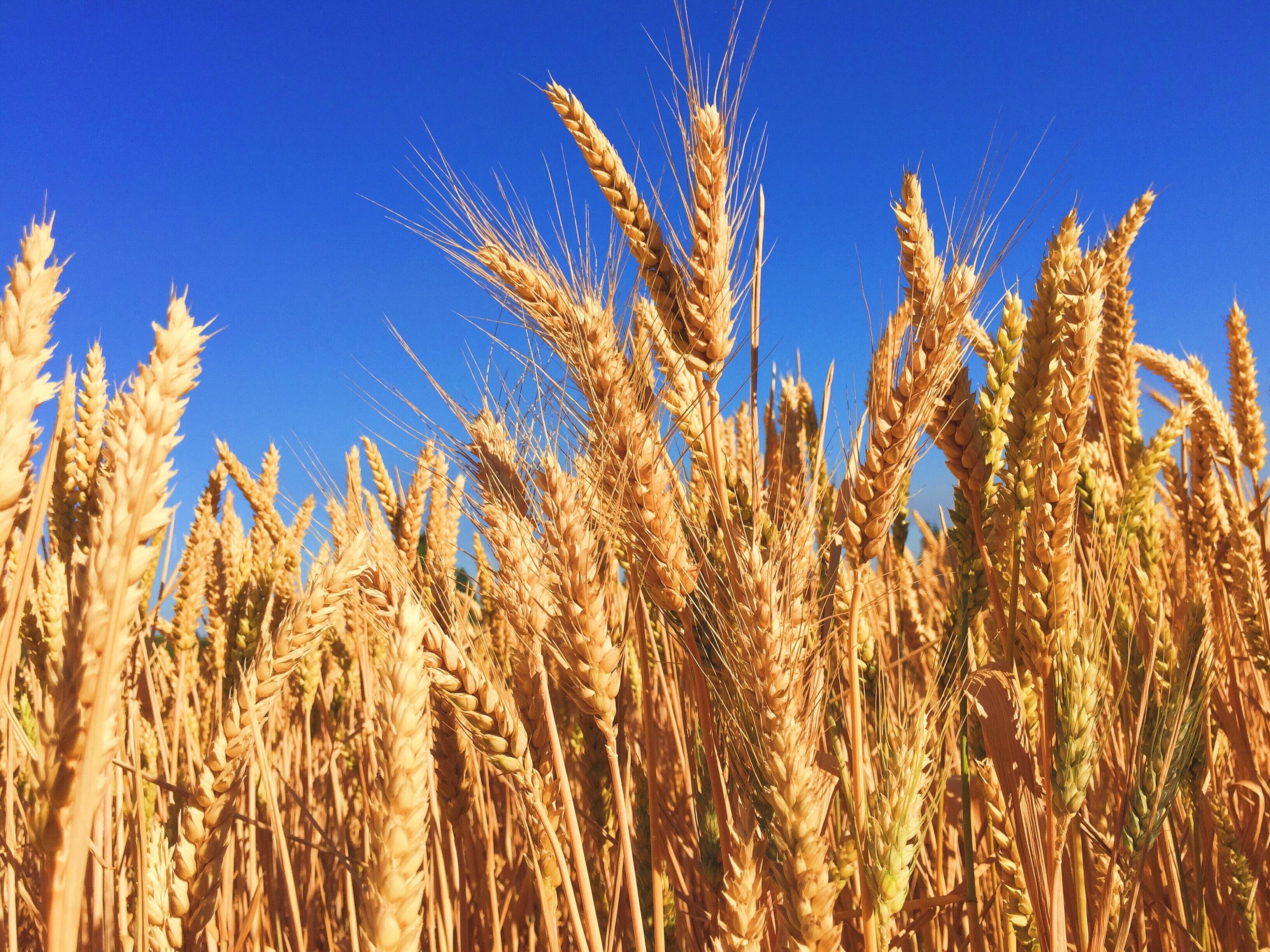 ripe golden wheat against a blue sky